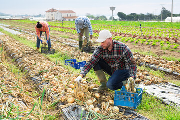 Focused seasonal farm worker picking and boxing dried yellow onion bulbs in vegetable field in spring..