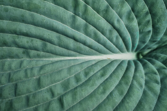 green leaf texture
