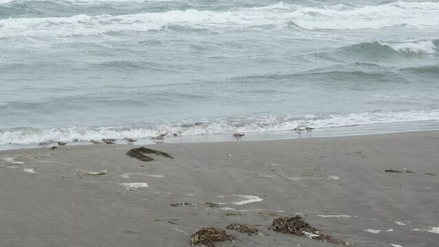 A flock of gerbil birds runs along the seashore in search of food.