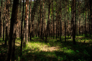 Obraz premium Forest landscape.Beautiful forest nature. Tall old pine trees. Summer sunny day. Azerbaijan