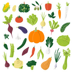 Big collection with different vegetables. Ripe veggies set. Colorful realistic shapes of various organic agricultural products. Harvest season hand drawn flat vector illustration isolated on white