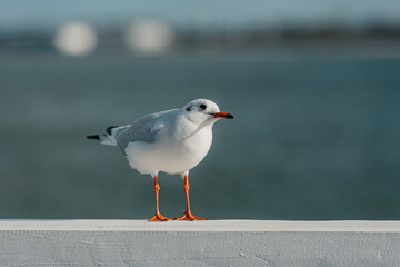 The black-headed adult gull in winter plumage on a pier fence on the Baltic Sea