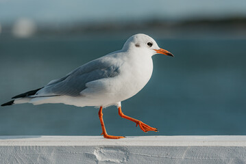 The black-headed adult gull in winter plumage on a pier fence on the Baltic Sea