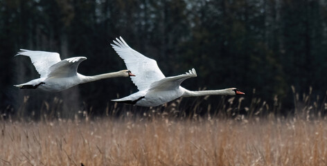 two mute swans flying