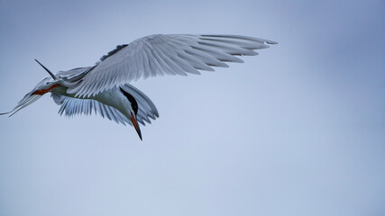 Forster's Tern