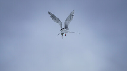 Obraz premium Forster's Tern