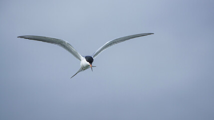 Forster's Tern