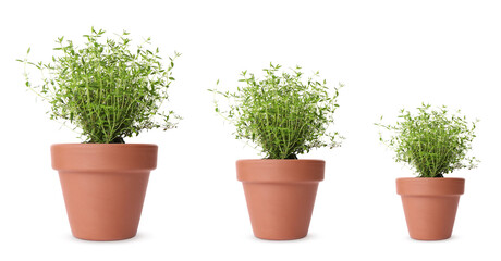 Fototapeta na wymiar Thyme growing in pots isolated on white, different sizes