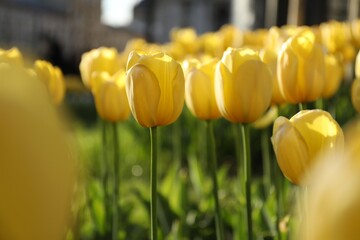 Obraz premium Beautiful yellow tulips growing outdoors on sunny day, closeup. Spring season