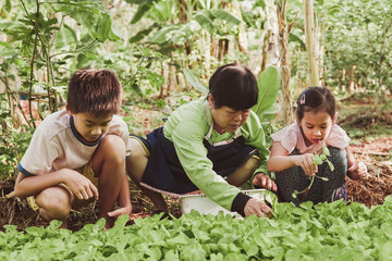 .Healthy asian grandmother and grandchildren gardening together, organic homegrown vegetables farm,...