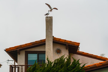 Red-tiled roof house with tall chimney for two seagulls to look out.