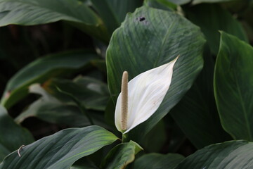 White wild flowe in the forest