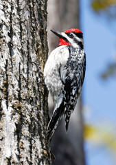 Yellow-bellied Sapsucker on a tree trunk into the forest, Quebec, Canada