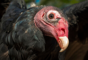 Turkey Vultures can spend hours soaring high above earth in search of food.