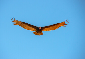 Turkey Vultures can spend hours soaring high above earth in search of food.