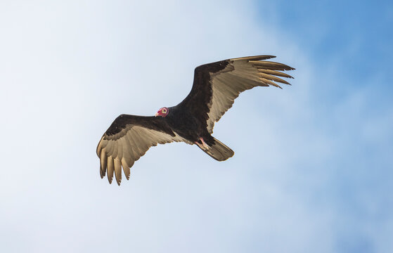 Turkey Vultures can spend hours soaring high above earth in search of food.