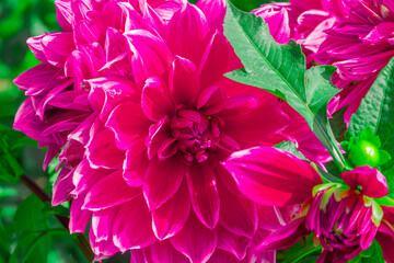Pink Chrysanthemum close up in summer.