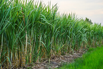 Fototapeta na wymiar sugar cane farm concept for agriculture background. sugar cane field background. sugar cane