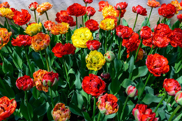 tulips spring toronto ediward gardens
