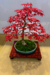 bonsai man made tree flower show