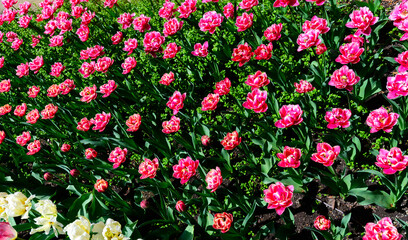 tulips spring toronto ediward gardens