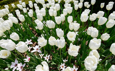 tulips spring toronto ediward gardens