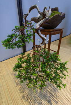 bonsai man made tree flower show