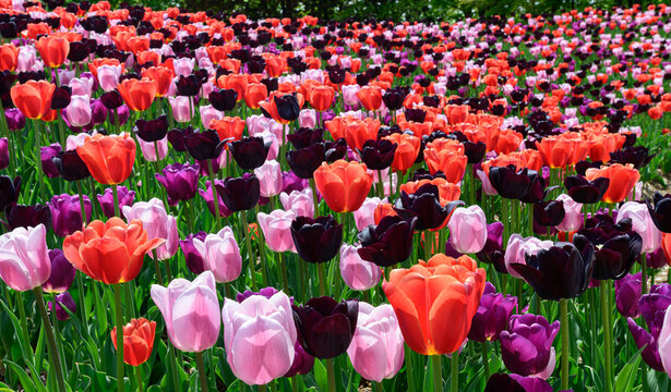 tulips spring toronto ediward gardens