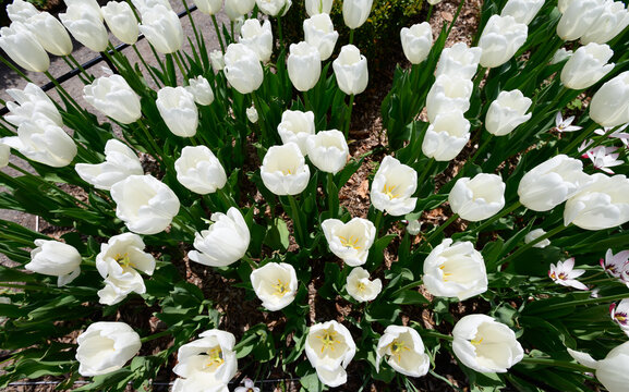 tulips spring toronto ediward gardens