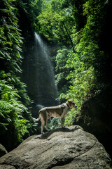 a dog in the Los Tilos waterfall on the island La Palma