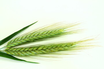 fresh Green wheat ears isolated in white background,copy space
