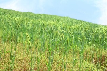 green wheat ears field in sunny days