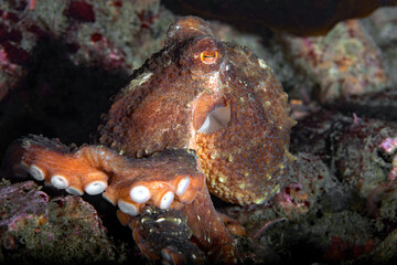 octopus
