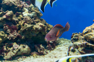 Fototapete bei efototapeten.de bestellen   