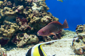 Fototapete bei efototapeten.de bestellen   