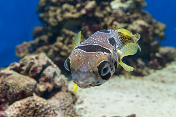 ヒトヅラハリセンボン