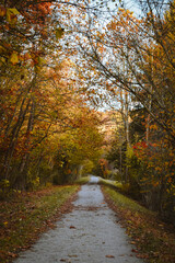 Fototapeta na wymiar Autumn leaves along the Morgantown Rail Trail, West Virginia
