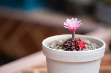 Pink flower of cactus in white pot with blurred green background.