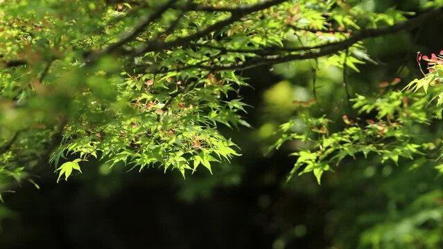 池のほとり Images – Browse 348 Stock Photos, Vectors, and Video | Adobe Stock