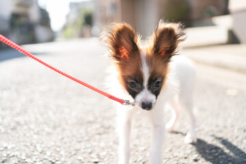 犬の散歩