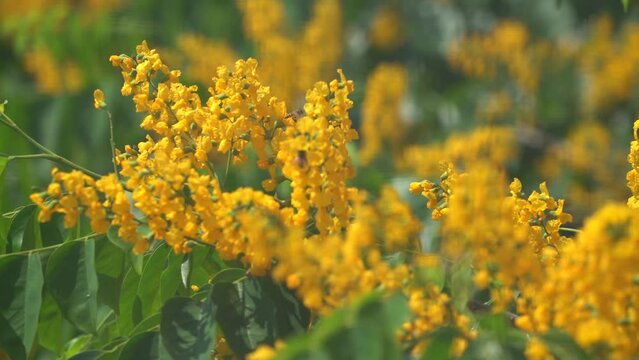 flowers in the wind , grass in the wind , yellow flowers in a field , padauk flower , Burma padauk in bloom , padauk in bloom honey bees pollinate , thailand.