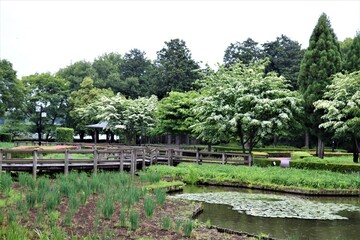 Fototapeta na wymiar 新緑の頃　白いヤマボウシの花　池　穏やかな公園