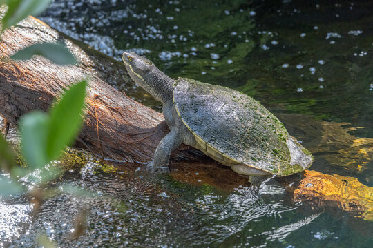 Close-up of a Macquarie Turtle (Emydura macquarii), also called Sydney basin turtle, with moss on the back, resting on a log just above the water line, in Centennial Park, Sydney, Australia.