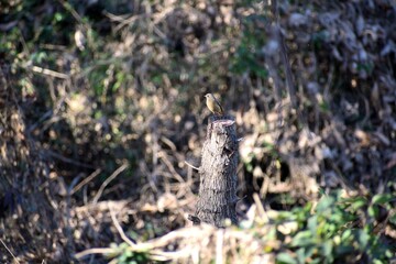 冬の野鳥 木の上のジョウビタキメス