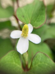ドクダミの花のアップ