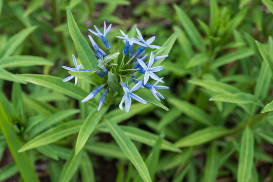 上から見たチョウジソウ属（Amsonia）の青い春の花
