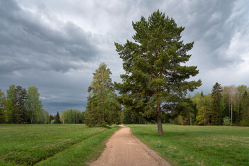 Alley in Pavlovsk Park in the White Birch area through a meadow with pine trees on a summer day, Pavlovsk, St. Petersburg, Russia