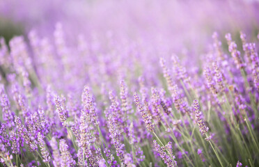 Lavender bushes closeup on sunset. Sunset gleam over purple flowers of lavender. Provence region of France.
