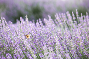 Lavender bushes closeup on sunset. Sunset gleam over purple flowers of lavender. Provence region of...