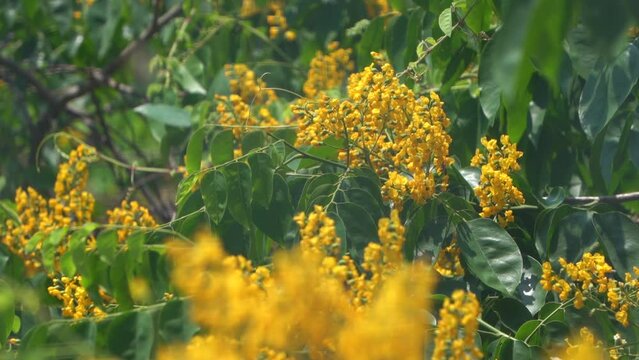 flowers in the wind , grass in the wind , yellow flowers in a field , padauk flower , Burma padauk in bloom , padauk in bloom honey bees pollinate , thailand.